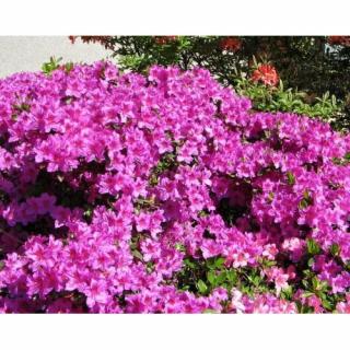 Azalka japonská (Azalea japonica) ´LILIENSTEIN´ - výška 10-15 cm, kont. C3L