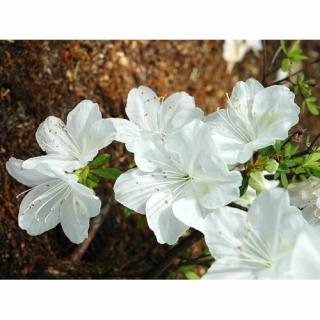 Azalka japonská (Azalea japonica) ´PALESTRINA BLANCHE´ - výška 30-50 cm, kont. C3L