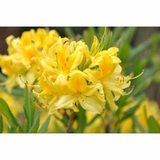 Azalka pontská (Azalea luteum) - výška 20-30 cm, kont. C3L