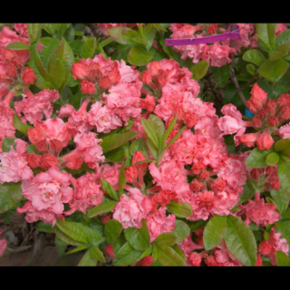 Azalka veľkokvetá (Azalea Mollis) ´ANNA´ - výška 30-50 cm, kont. C3L