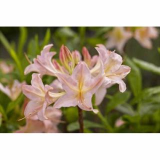 Azalka veľkokvetá (Azalea Mollis) ´CHANEL´ - výška 60-80 cm, kont. C3L
