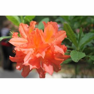 Azalka veľkokvetá (Azalea Mollis) ´GENA MAE´ - výška 60-80 cm, kont. C3L