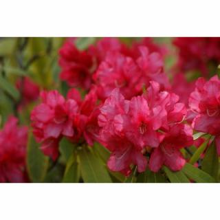 Azalka veľkokvetá (Azalea Mollis) ´HOMEBUSH´ - výška 50-70 cm, kont. C3L