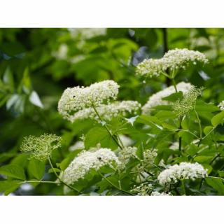 Baza čierna (Sambucus Nigra) ´SERENADE ´® - výška 40-60 cm, kont. C3L