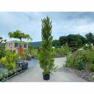 Borievka čínska (Juniperus chinensis) ´SPARTAN´ - výška 200-300 cm, kont. C35L