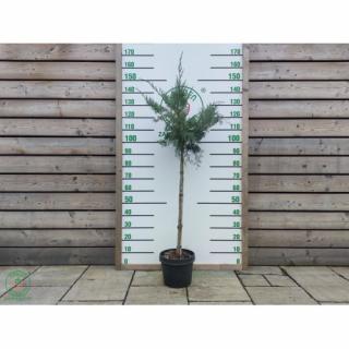 Borievka prostredná (Juniperus media) ´PFITZERIANA GLAUCA´ výška 90-120 cm, kont.C7L – NA KMIENKU