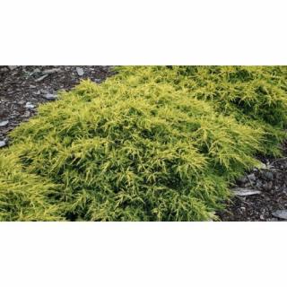 Borievka prostredná (Juniperus x media) ´GOLD KISSEN´ ⌀ 40-60 cm,  kont. C3L