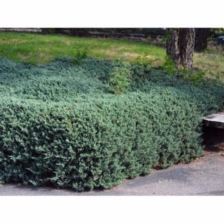 Borievka rozprestretá (Juniperus horizontalis) ´BAR HARBOR´ -  ∅ 40-60 cm, kont. C3L