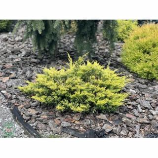 Borievka rozprestretá (Juniperus horizontalis) ´GOLDEN CARPET´, ø 20/40 cm, kont. C3L