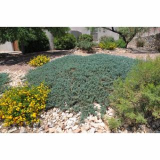 Borievka rozprestretá (Juniperus horizontalis) ´WILTONII´ Ø  20-40 cm, kont. C2L/C3L
