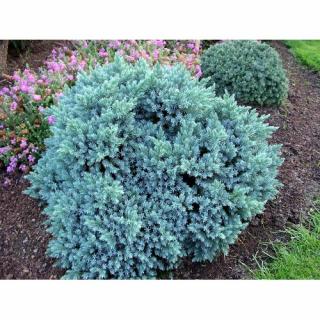 Borievka šupinatá (Juniperus squamata) ´BLUE STAR´ - ∅ 15-25 cm, kont. C2L