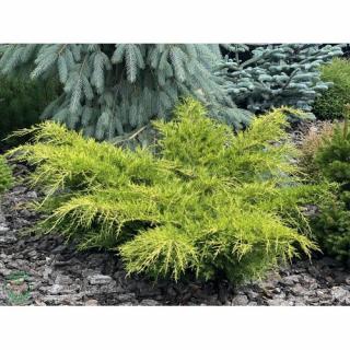 Borievka šupinatá (Juniperus squamata) ´DREAM JOY´ priemer: 40-60 cm, kont. C5L