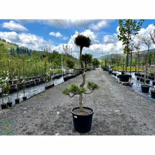 Borovica čierna (Pinus nigra) ´AUSTRIACA´ - výška 120-160 cm, kont. C110L - BONSAJ