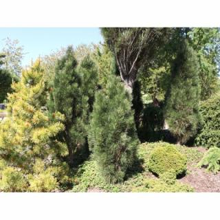 Borovica čierna (Pinus nigra) ´GREEN TOWER´ výška 200-250 cm, kont. C70L