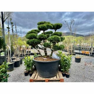 Borovica horská (Pinus mugo) ´GNOM´, výška 150+ cm, kont. C500L - BONSAJ - VZÁCNY A JEDINEČNÝ EXEMPLÁR