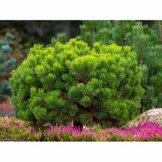 Borovica horská (Pinus mugo) ´MUGHUS´ výška: 20-30 cm, ⌀ 30-40 cm, kont. C10L