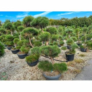 Borovica lesná (Pinus Sylvestris) - výška 160-200 cm, kont. C90L/110L - BONSAJ - DECO MISA (-30°C)