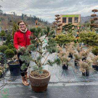 Borovica limbová (Pinus cembra) ´GLAUCA´ - výška 100-120 cm, kont. C90L - BONSAJ (-34°C)