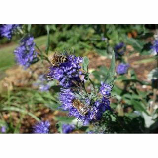 Bradavec klandonský (Caryopteris clandonensis) ´KEW BLUE´ - výška 50-70 cm, kont. C3L
