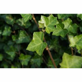 Brečtan popínavý (Hedera helix) ´HIBERNICA´ ∅ 30-50 cm, kont. C1.5L