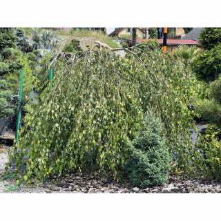 Breza previsnutá (Betula Alba pendula) ´YOUNGII´ - výška 150-200 cm, obvod kmeňa: 8/10 cm, kont. C30L - NA KMIENKU