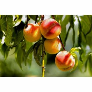 Broskyňa obyčajná (Prunus persica) ´HARNAS´ - skorá, výška 170-200 cm, voľnokorenná