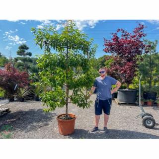 Broskyňa obyčajná (Prunus Persica) ´SATURN´ - výška 200 cm, obvod kmeňa 16/18 cm, kont. C70L - TVAROVANA STENA/ŠPALIER