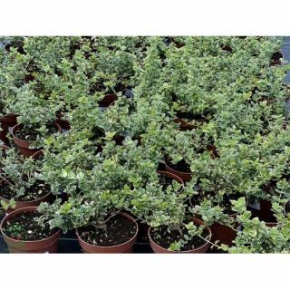 Bršlen Fortuneov (Euonymus Fortunei) ´EMERALD GAIETY´ - výška 15-25 cm, Ø 15-25 cm, kont. C2L