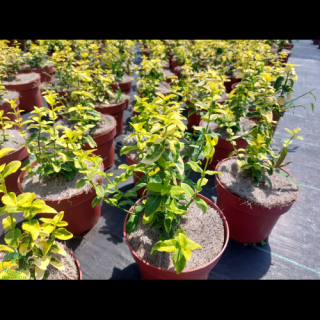 Bršlen Fortuneov (Euonymus Fortunei) ´SHERIDAN GOLD´ - výška 20-30 cm, Ø 20-30 cm, kont. C2L