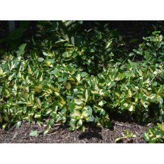 Bršlen Fortuneov (Euonymus Fortunei) ´SUNSPOT´ - výška 15-25, Ø 15-25 cm, kont. C2L