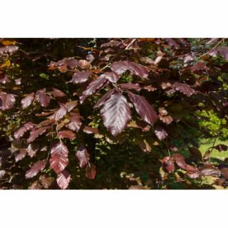 Buk lesný (Fagus sylvatica) ´DAWYCK PURPLE´ - výška 200-230 cm, kont. C55L