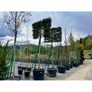 Céder Himalájsky (Cedrus deodara) ´BUSH ELECTRA´, výška: 280-320 cm, obvod kmeňa: 25/30 cm, kont. C150L - ŠPALIÉRA (-23°C)