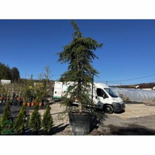 Céder himalájsky (Cedrus deodara) ´PENDULA´,  výška: 300+ cm, obvod kmeňa: 35/40 cm kont. C300L (-23°C)