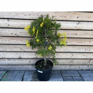 Cédrovec zbiehavý (Calocedrus decurrens) ´AUREOVARIEGATA´, výška: 90-120 cm, obvod kmeňa: 8/10 cm, kont. C20L (-15°C)