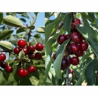 Čerešňa-višňa DUO 2in1 (Prunus avium x cerasus) ´TAMARA´ + ´DEBRECINI BOTERMO´ - výška 90-110 cm, voľnokorenná