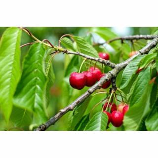Čerešňa vtáčia (Prunus avium) ´BIGGAREAU NAPOLEON´ neskorá, výška 190-220 cm, obvod kmeňa 6/8 cm, kont. C10L
