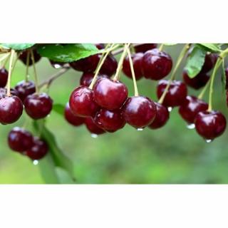 Čerešňa vtáčia (Prunus avium) ´BURLAT´ - skorá, výška 150-180 cm, voľnokorenná