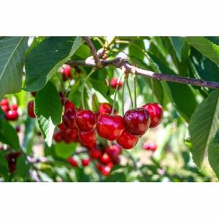 Čerešňa vtáčia (Prunus avium) ´BURLAT´ - skorá, výška: 170-200 cm, obvod kmeňa: 6/8 cm, kont. C10L/C9L