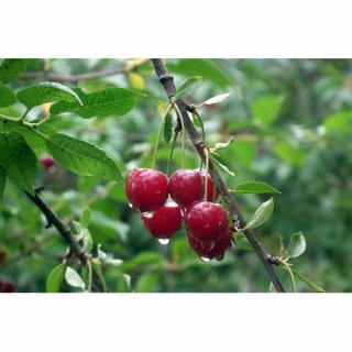 Čerešňa vtáčia (Prunus avium) ´COEUR DE PIGEON´ - výška 160-180 cm, kont. C10L