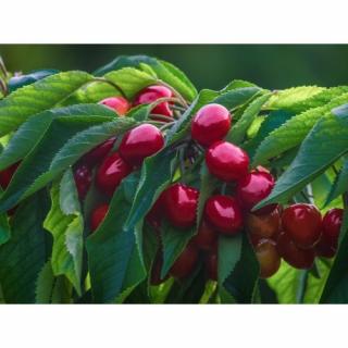Čerešňa vtáčia (Prunus avium) ´HEDELFINGER´ - neskorá, výška 200-220 cm, kont C10L