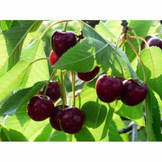 Čerešňa vtáčia (Prunus avium) ´KORDIA´ - neskorá, výška 150-180 cm, voľnokorenná