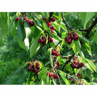 Čerešňa vtáčia (Prunus avium) ´REGINA´ - neskorá, výška 150-180 cm, voľnokorenná
