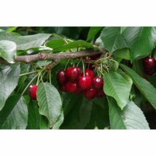 Čerešňa vtáčia (Prunus avium) ´REVERCHON´ stredne skorá, výška: 160-180 cm, obvod: 4/6 cm, kont. C10L
