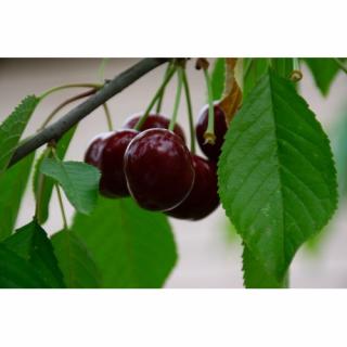 Čerešňa vtáčia (Prunus avium) ´STELLA´ - stredne skorá, výška 150-180 cm, voľnokorenná