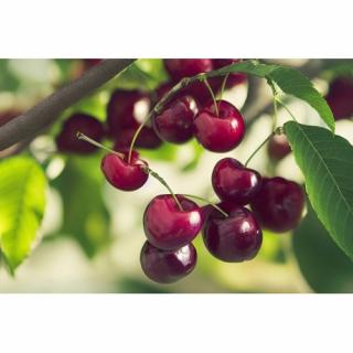 Čerešňa vtáčia (Prunus avium) ´TECHLOVAN´ - stredne skorá, výška: 150-180 cm, voľnokorenná