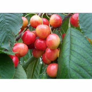 Čerešňa vtáčia (Prunus avium) ´VEGA´- stredne skorá, výška 150-180 cm, voľnokorenná