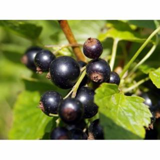 Čierna ríbezľa (Ribes nigrum) ´Polaris´ -  stredne skorá, výska 70-100 cm, voľnokorenná - STROMČEKOVÁ/NA KMIENKU