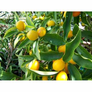 Citrónovník japonský (Citrus junos) ´YUZU´ - výška 30-50 cm, kont. C2L