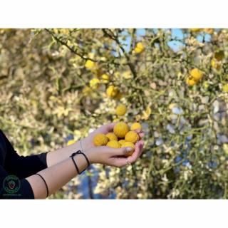 Citrónovníkovec trojlistý (Poncirus Trifoliata) výška: 180-220 cm, kont. C70L