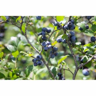 Čučoriedka kanadská (Vaccinium corymbosum) ´BLUECROP´- stredne skorá 70-100 cm, kont. C35L